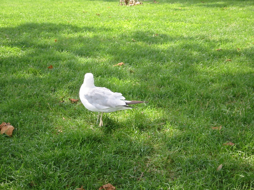 Seagull on Liberty Island