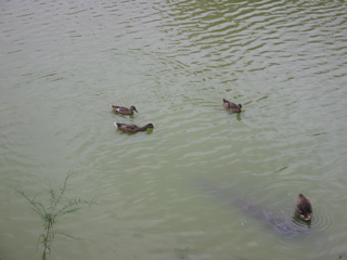 Ducks