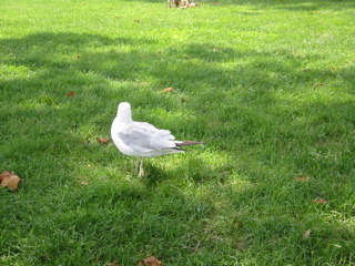 Seagull on Liberty Island