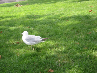 Seagull on Liberty Island